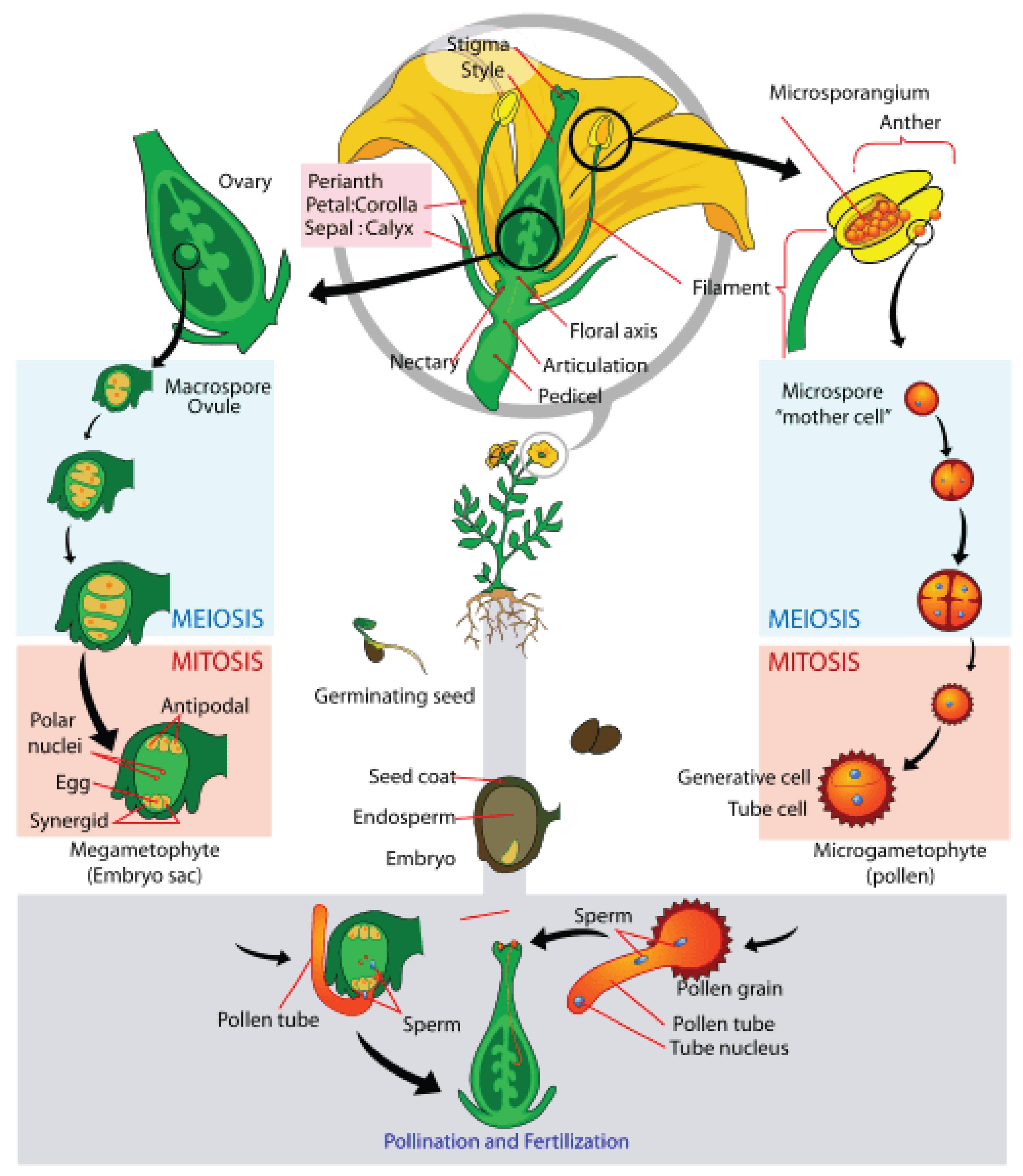 sexual reproduction in plants