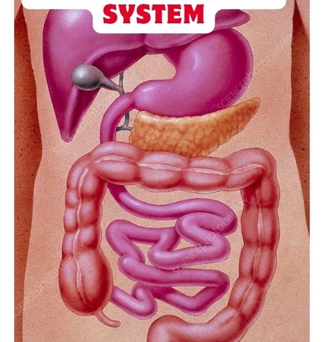 Human Digestive System Worksheet