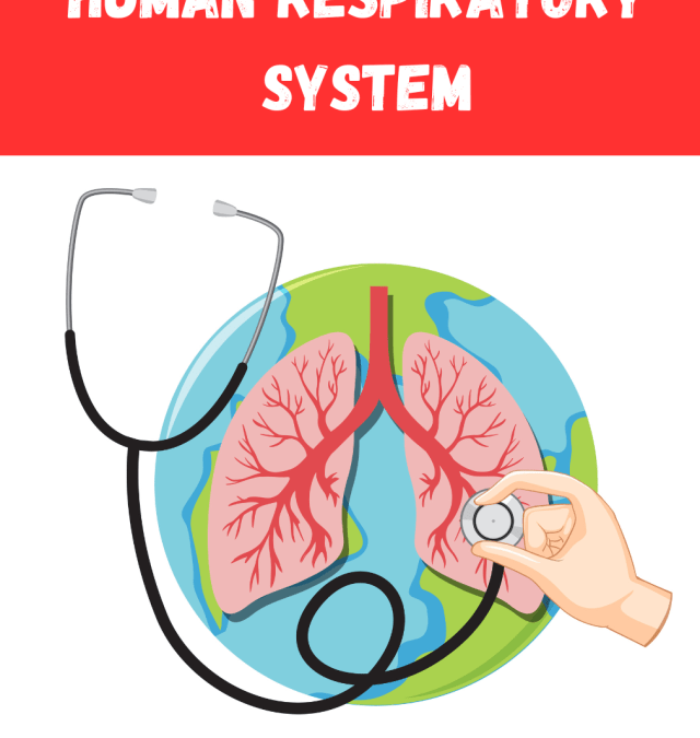 Human Respiratory System Grade 5 Science
