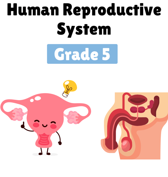 Human Reproduction system