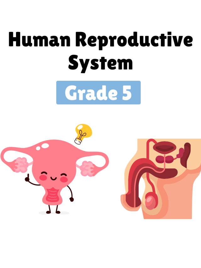 Human Reproduction system