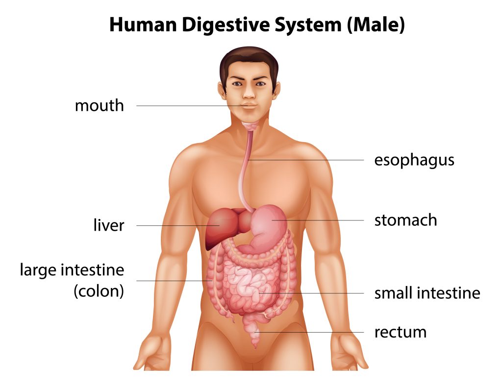 digestive system diagram for class 7