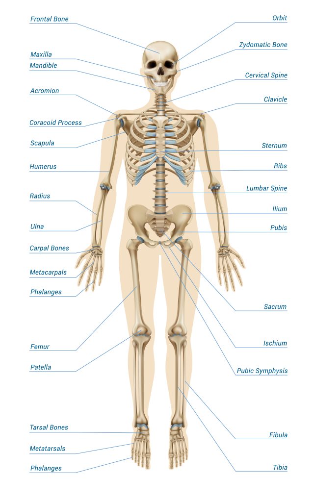 Illustration of Human Skeletal System