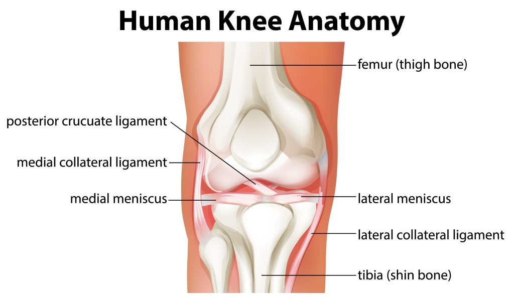 Illustration of the knee joint