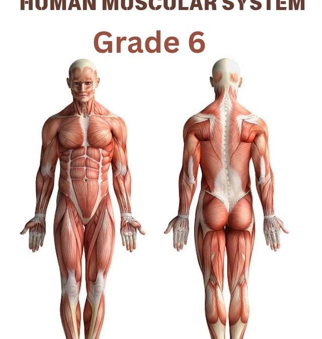 Human Muscular System  Grade 6 Science Worksheets