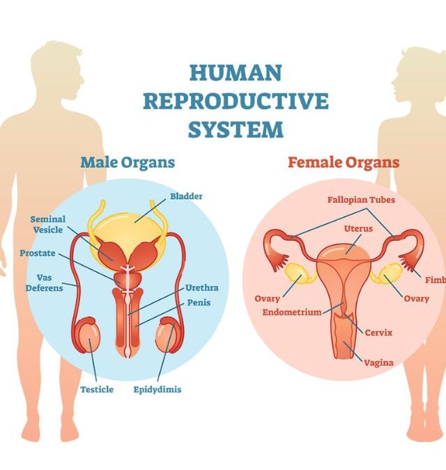 Human Reproductive System Grade 5 Science Worksheets