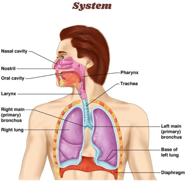 Human Respiratory System Grade 5 Science Worksheets