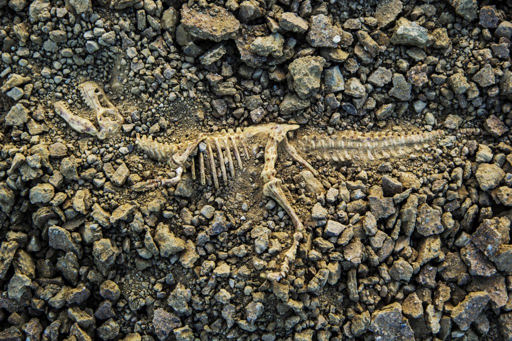 Skeleton of dinosaur.