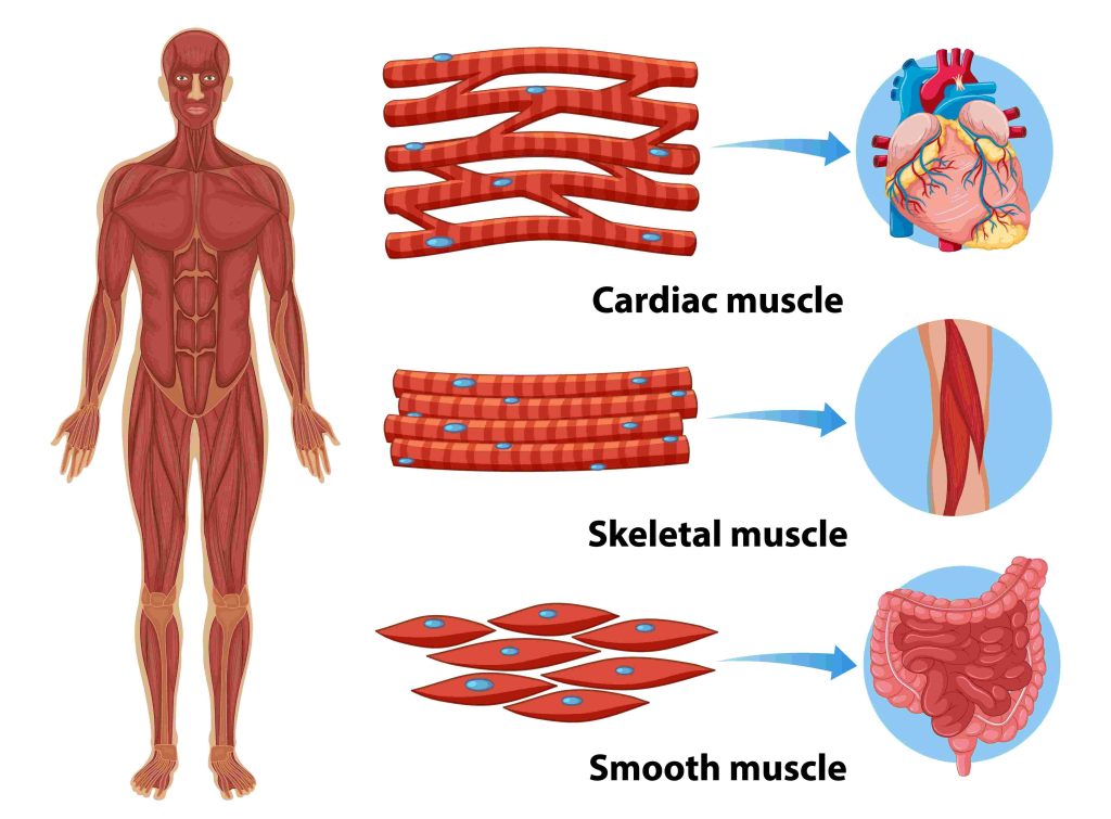 Diagram of the Types of Muscles