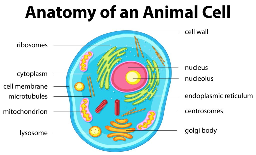 Structure of an Animal Cell