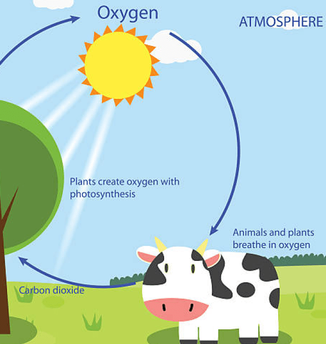 The Oxygen Cycle Grade 7 Science Worksheets
