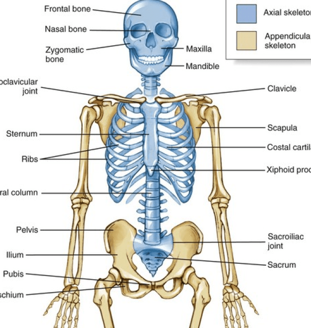 Human Skeletal System Grade 5 Science Worksheets