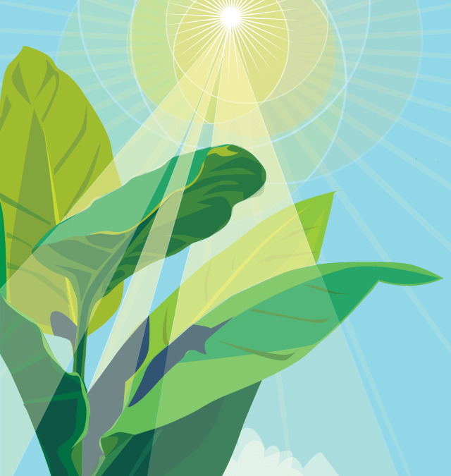 Photosynthesis: Turning Sunlight into Life’s Source of Energy